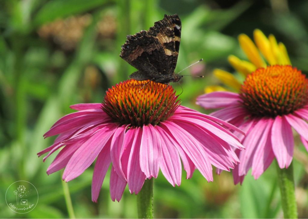 Schmetterling auf rotem Sonnenhut